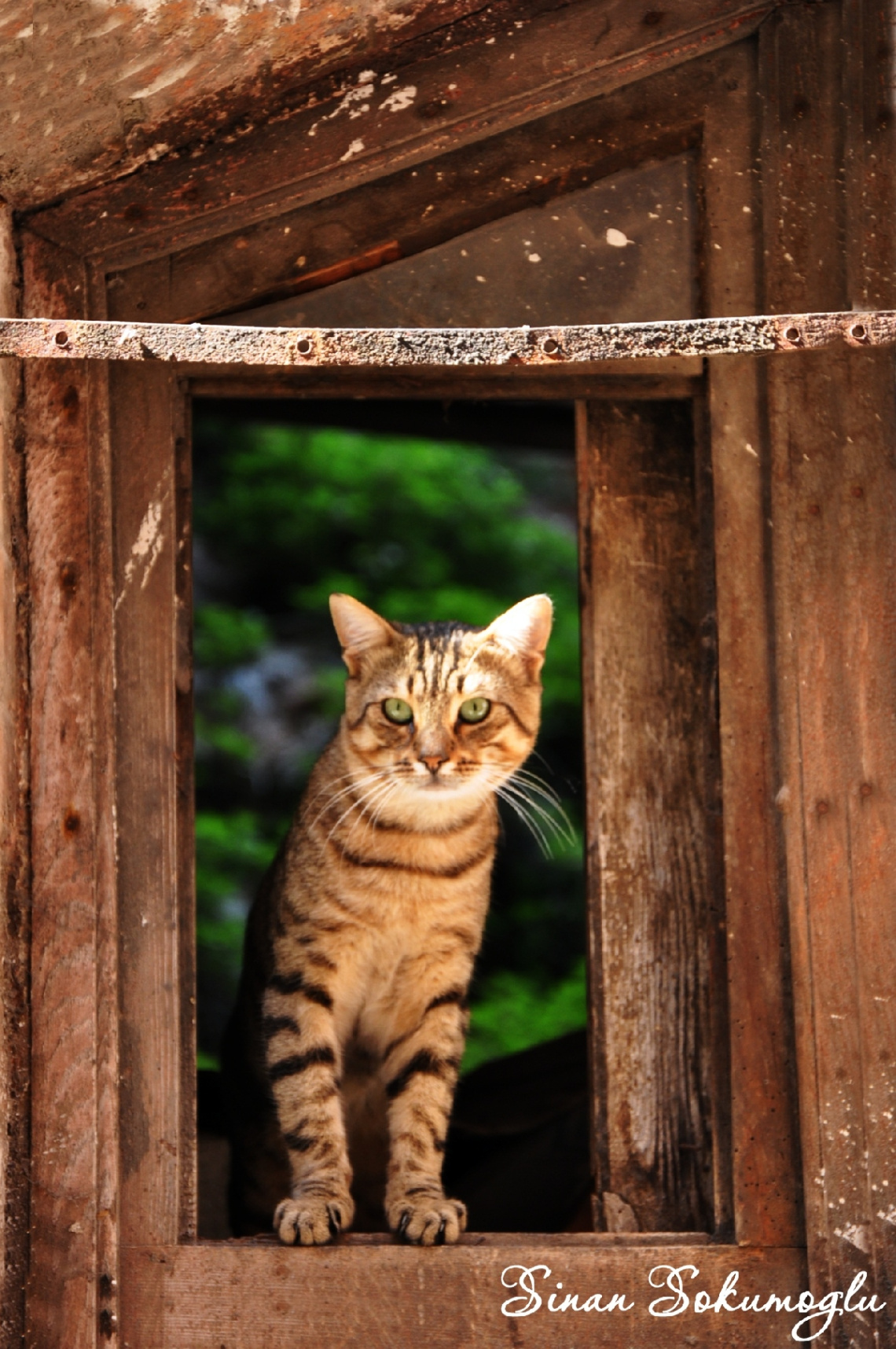 neye bakıyorsunz kedi ködi görmedinmi