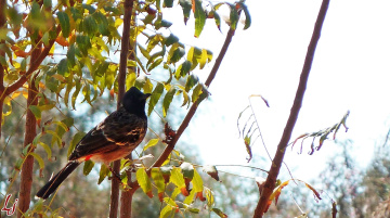 Bulbul