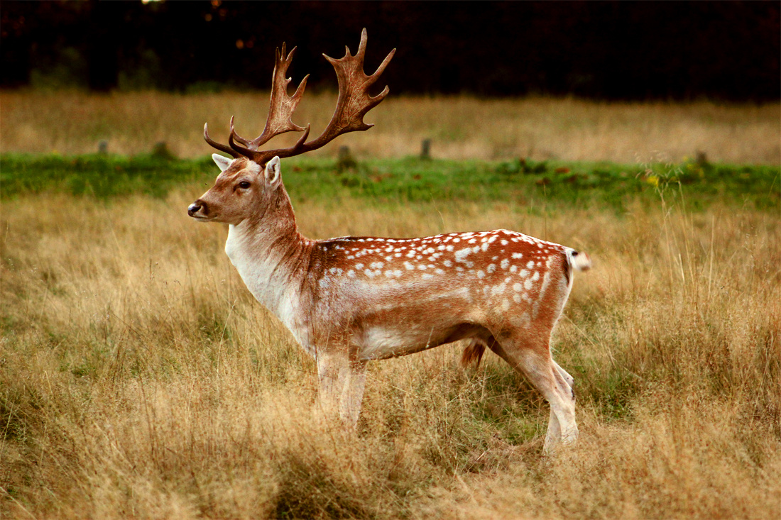 Young beautiful Deer