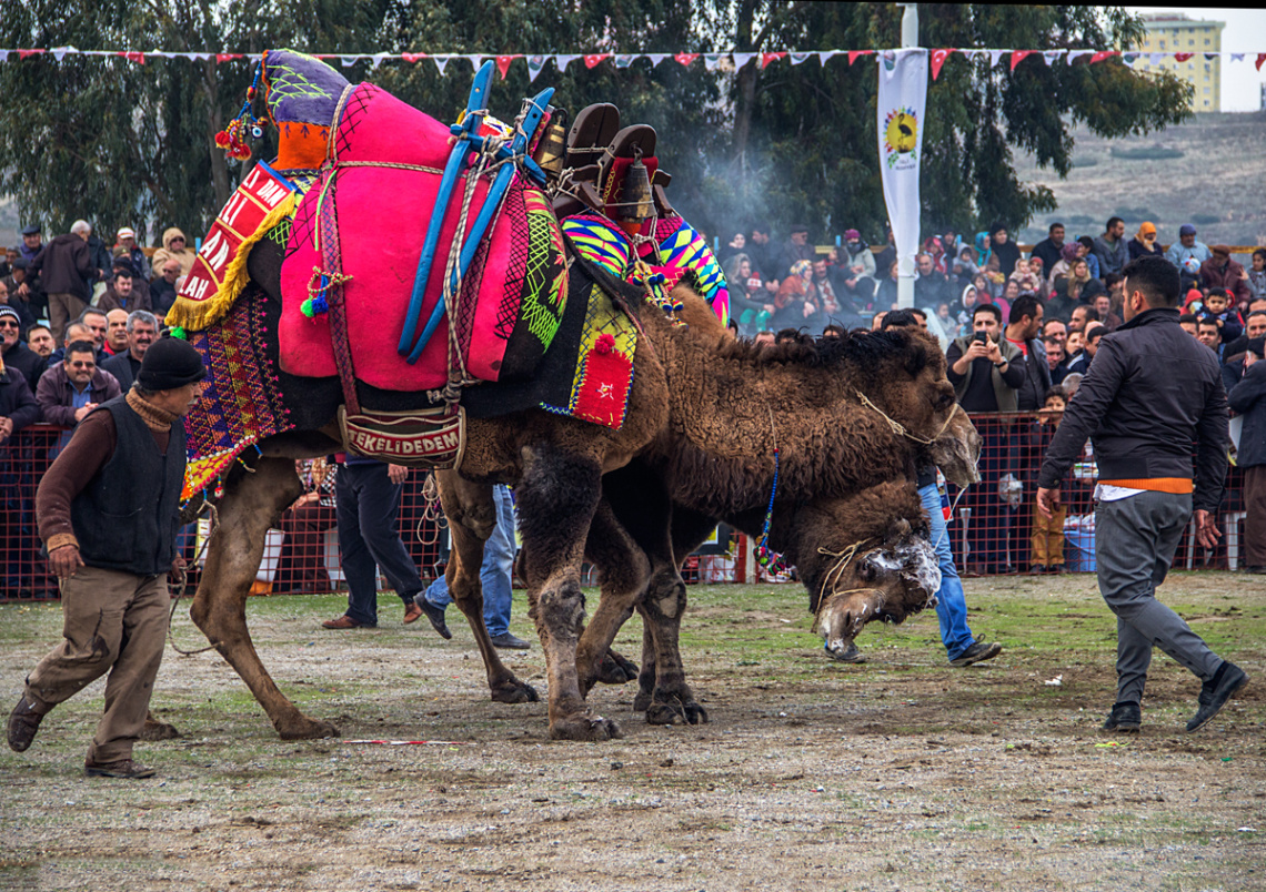 Harmandalı Deve Güreşleri Festivali.
