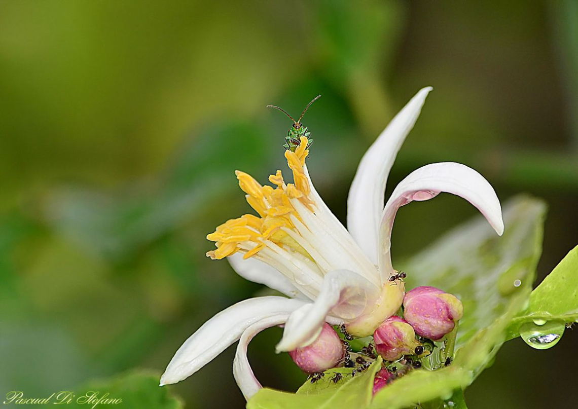 Lemon Flower