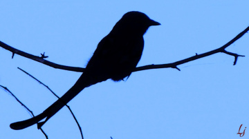 Silhouette