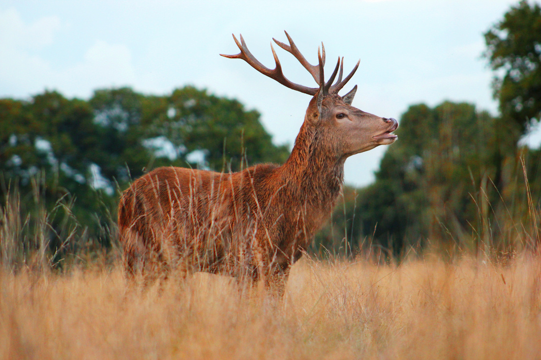 Young Deer
