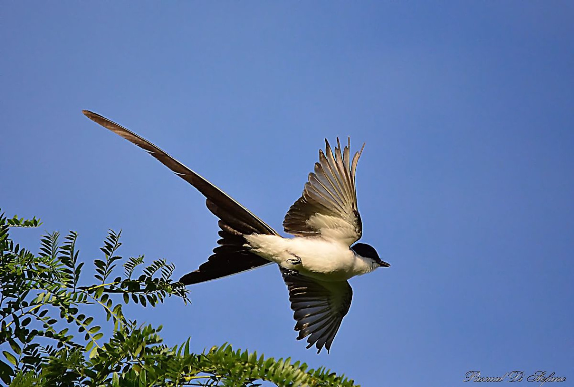 Tyrannus savana