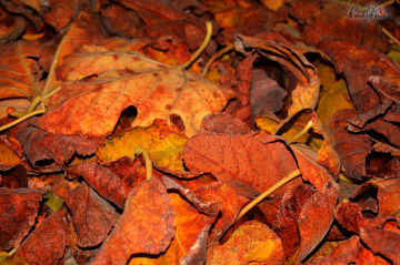 Tek tek dökülüyor artık yapraklar...