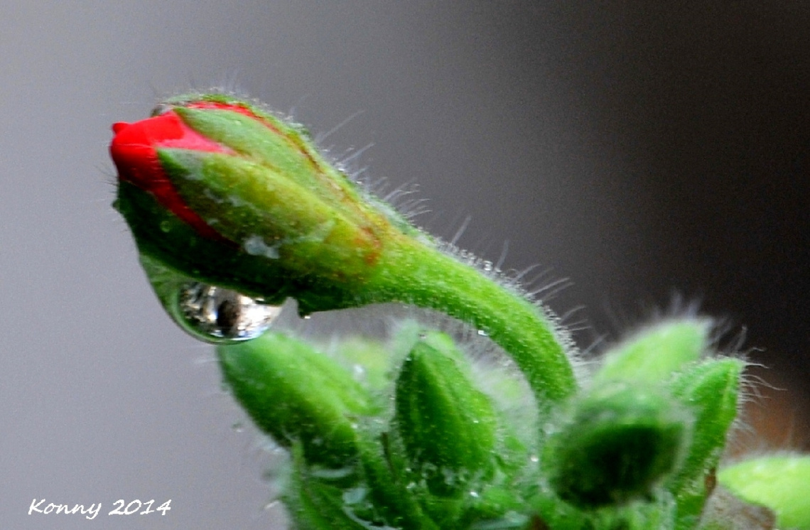 after rain... 