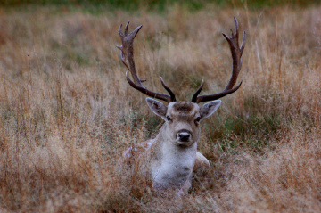 Young Deers relaxing