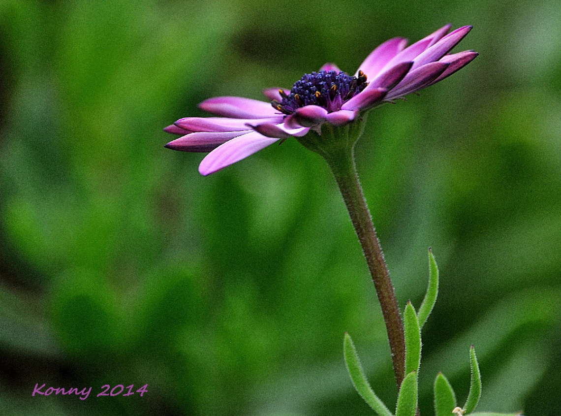 İ love daisys ♥  