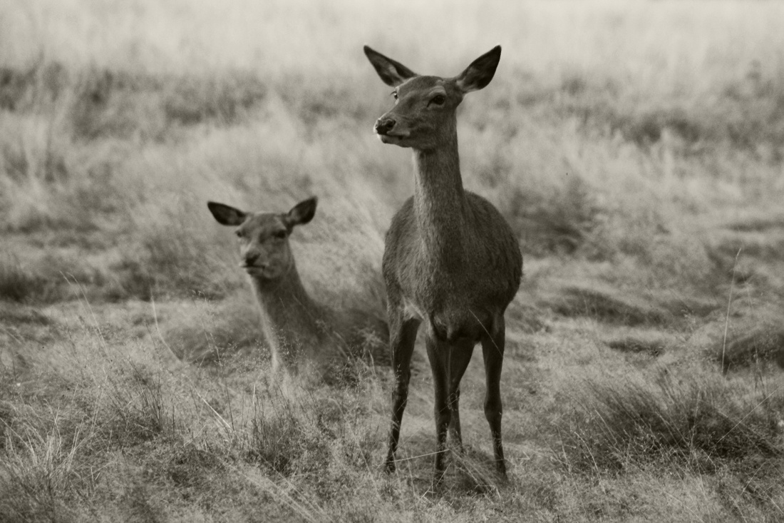 Young females deers relaxing in the hay