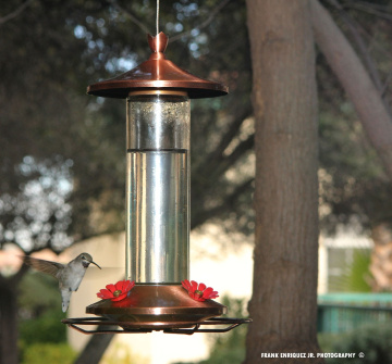 Humming Bird Outside My Window