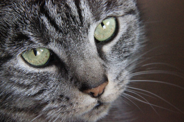 Mitzi