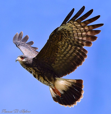Rostrhamus sociabilis 