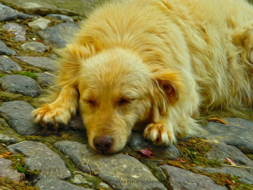 Uykucu  Golden  Köpeği