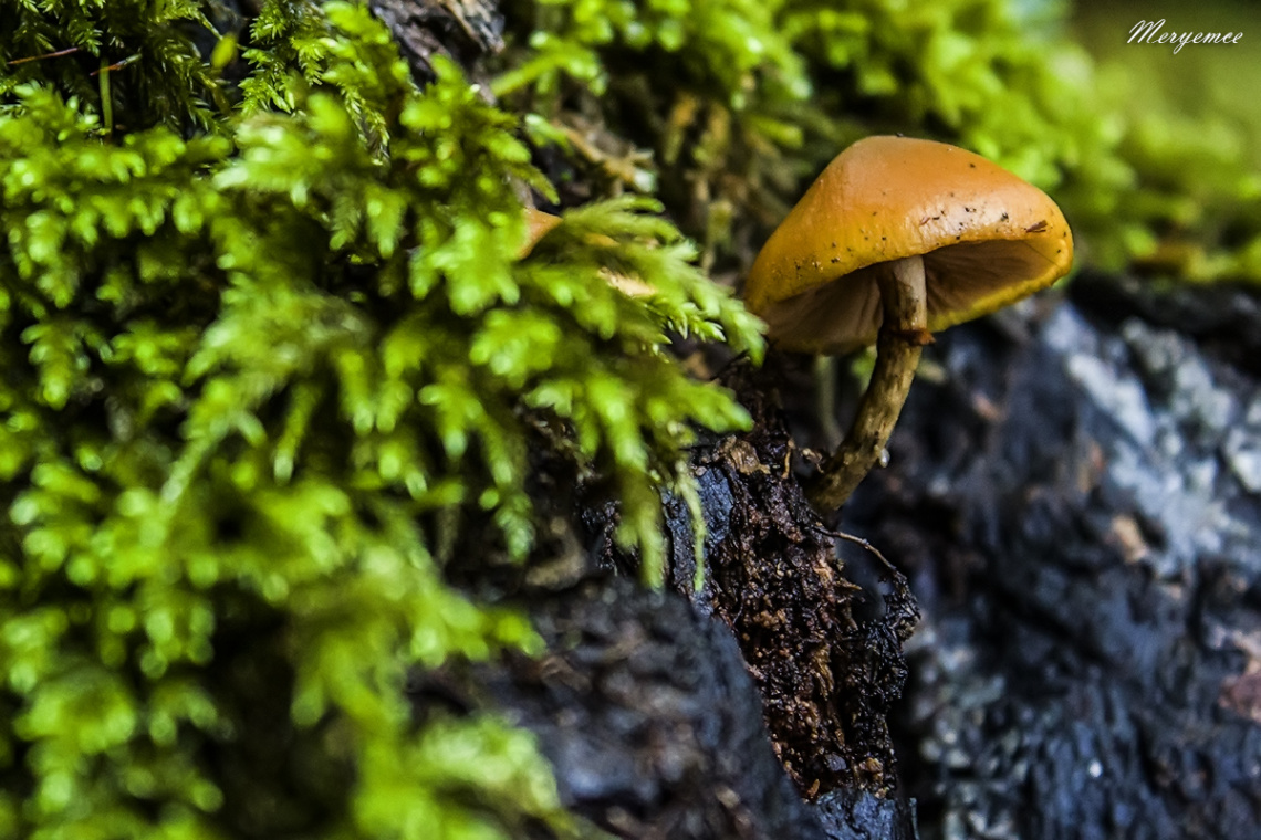 Life is everywhere :)