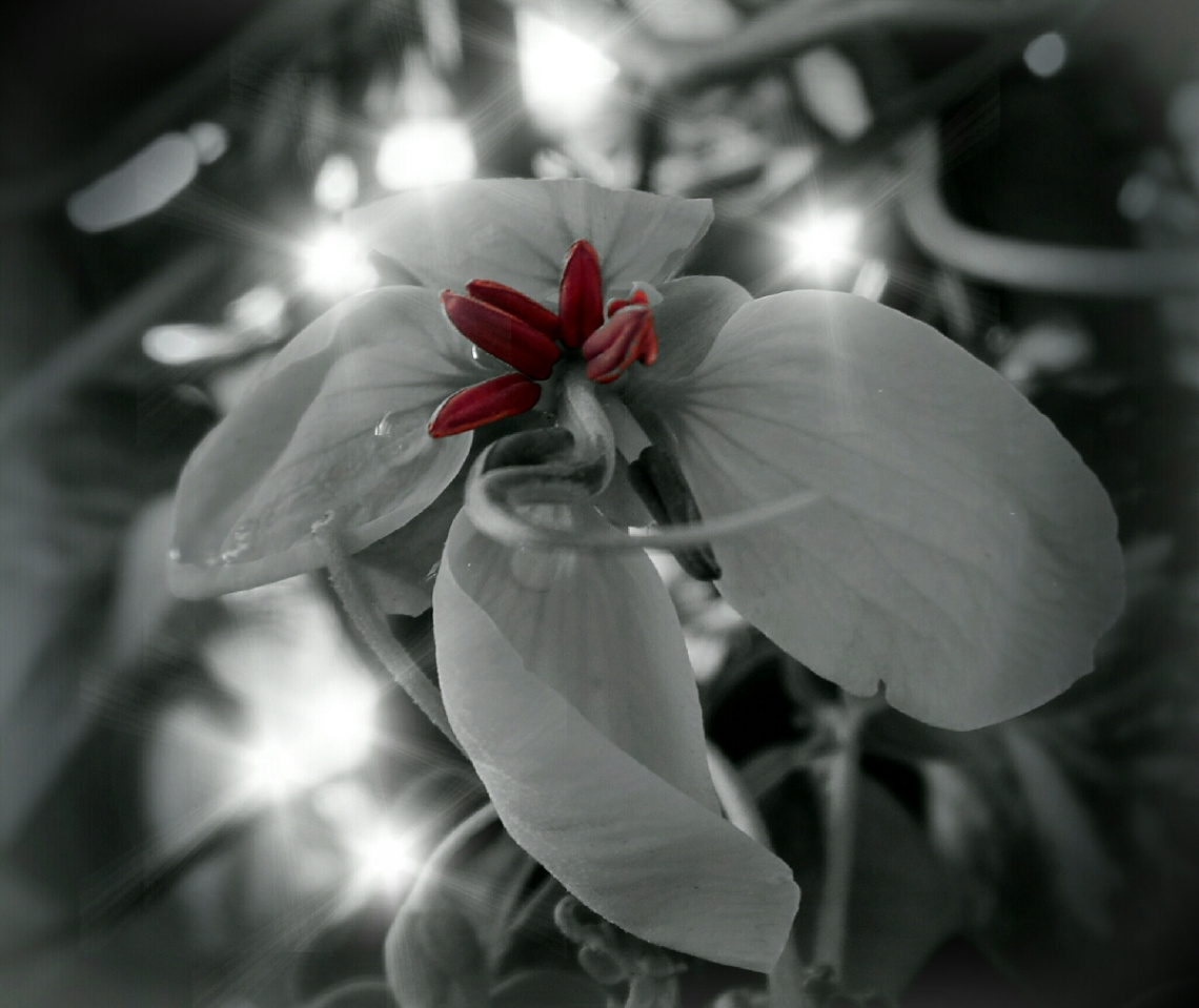 lights and Shadow II 