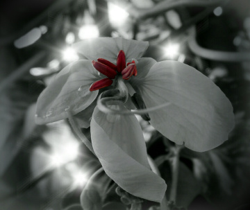 lights and Shadow II 