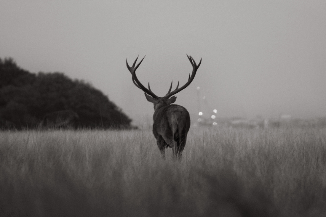 Deer shows the horns from behind