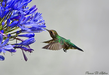 Colibri