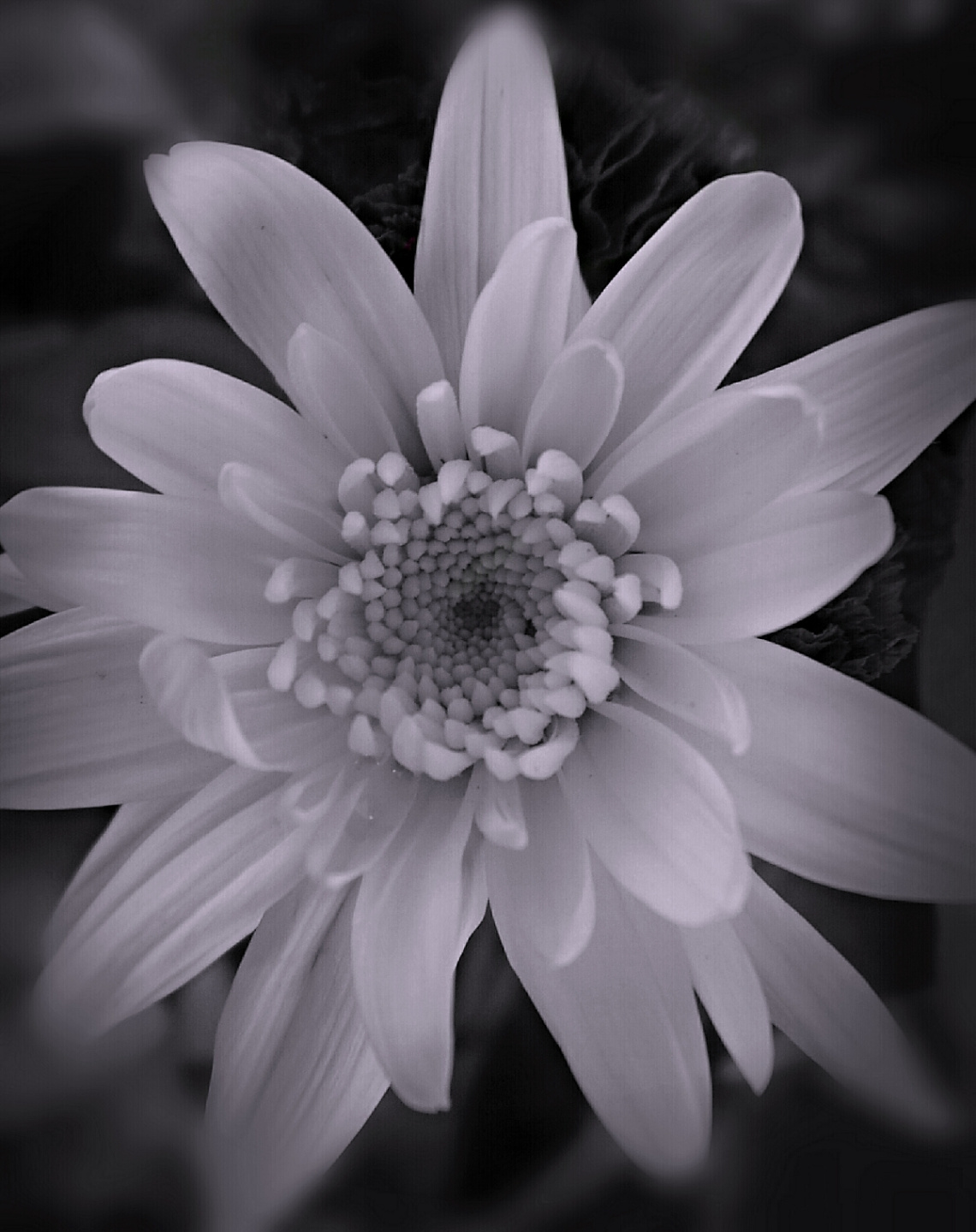 Whites Queen 