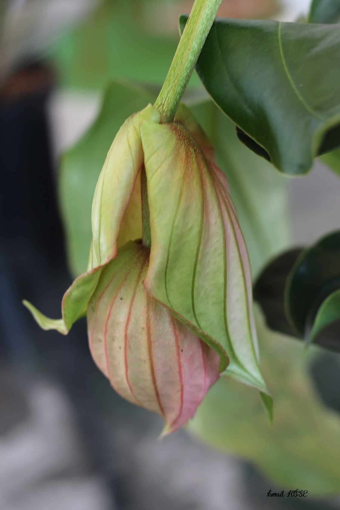 Medinilla