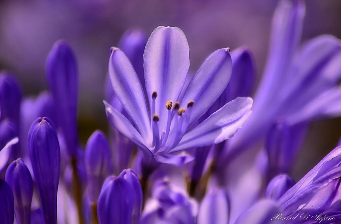 Violet Dreams 