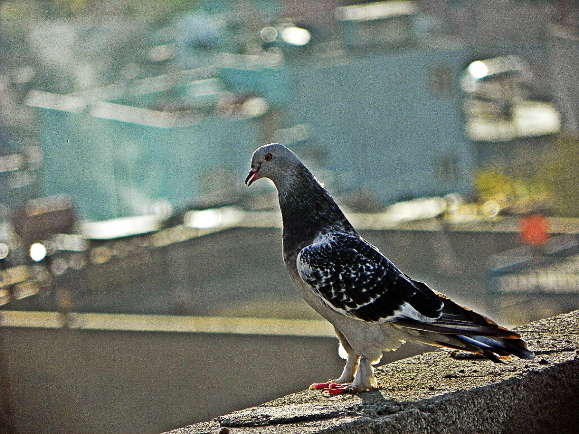 Güvercin