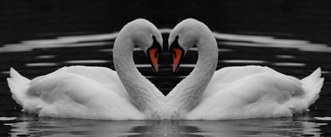 Swan reflection