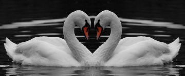 Swan reflection
