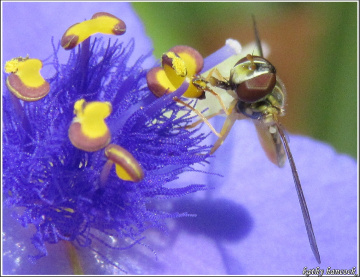 Spiderwort and Friend