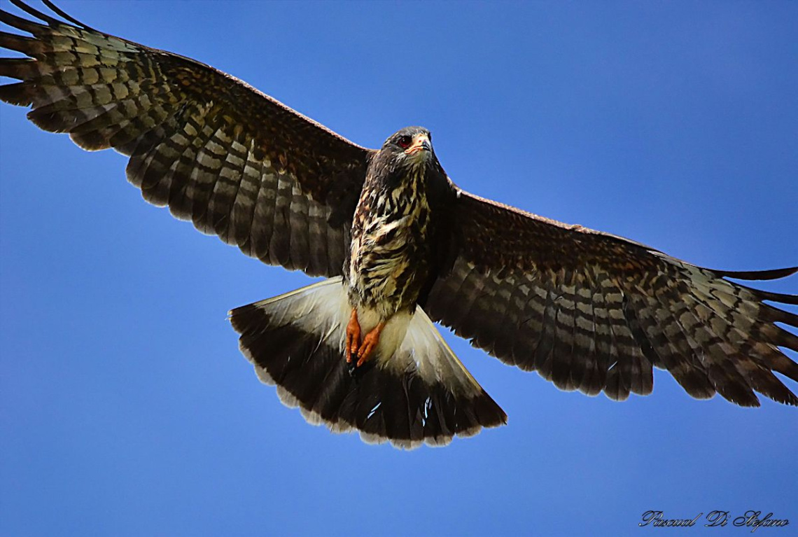 Majestuoso