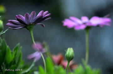 wish you a beautiful day ..♥