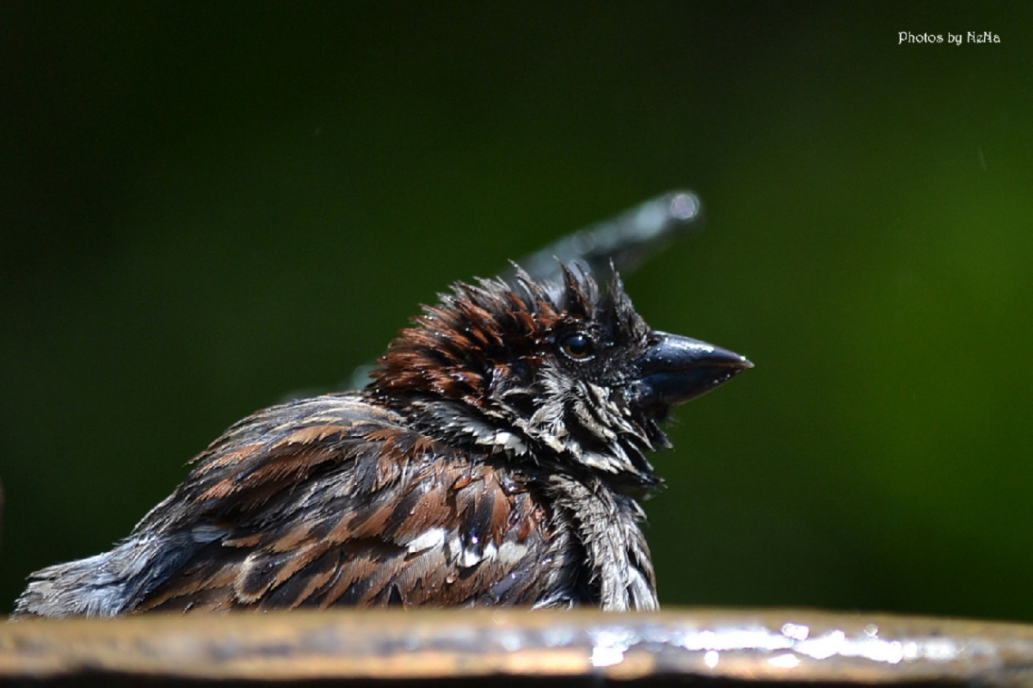 Bathing