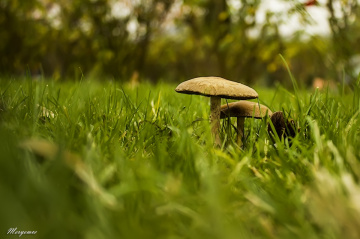 Mantar / Fungus