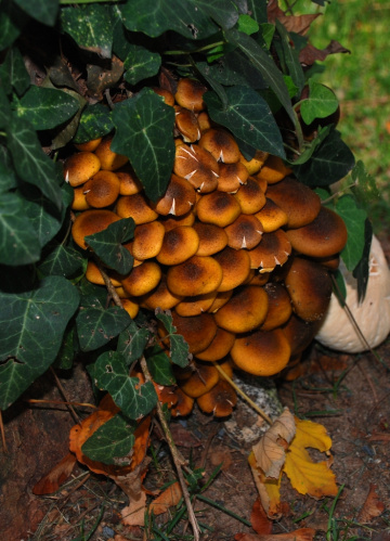 Mantar /Mushroom