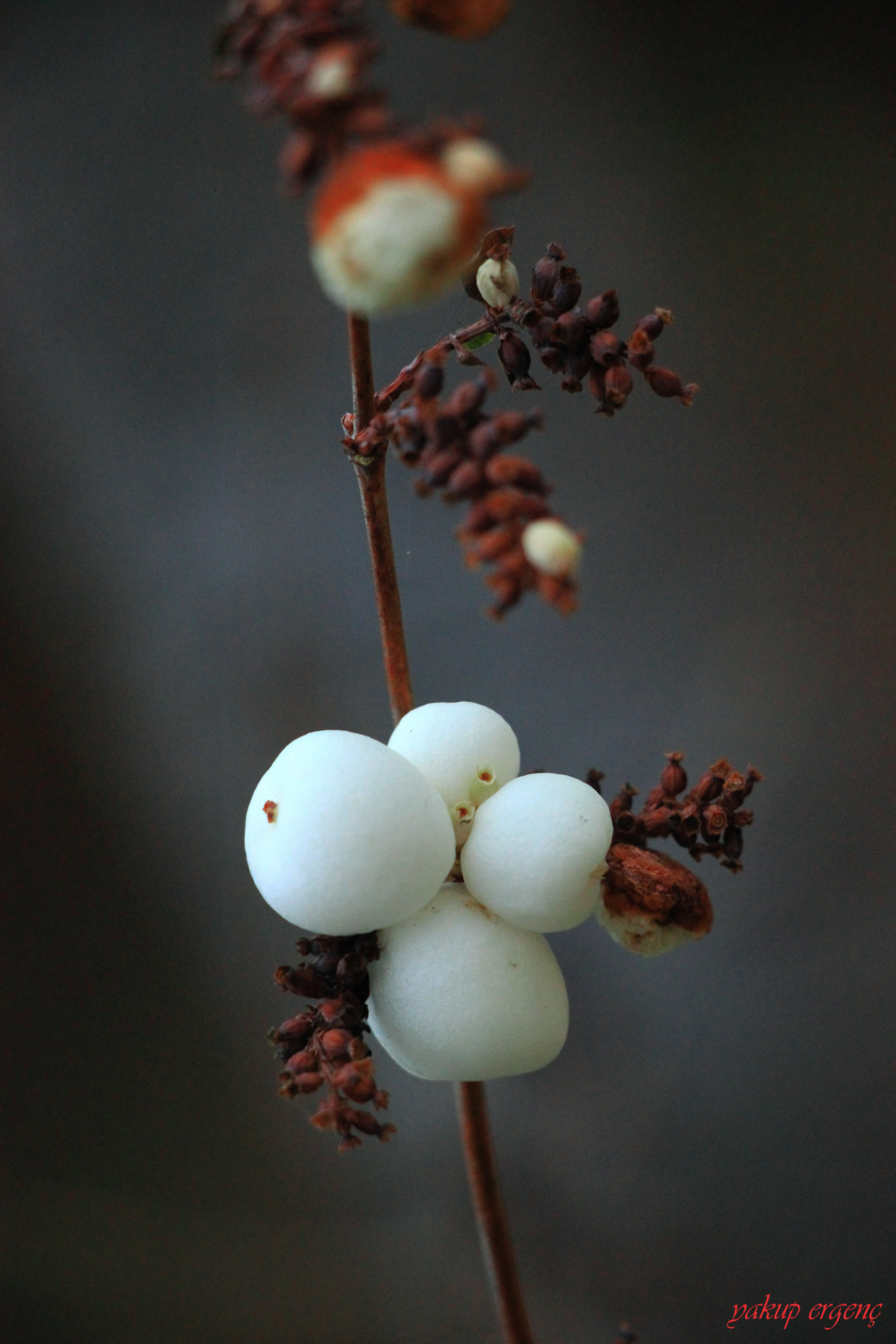 KUPKURU