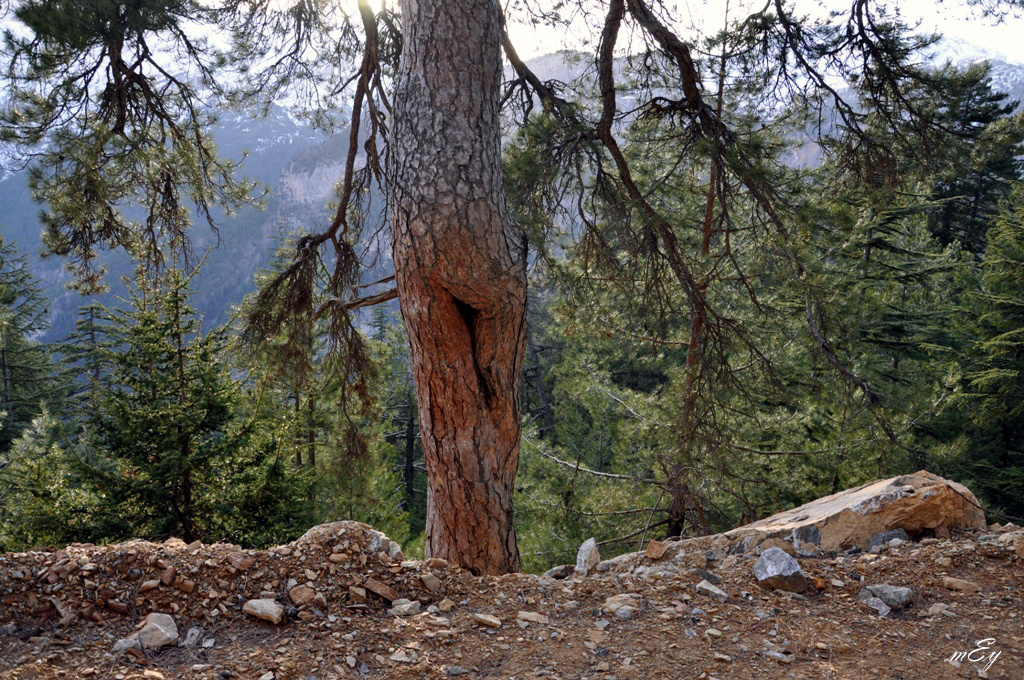 doğadan