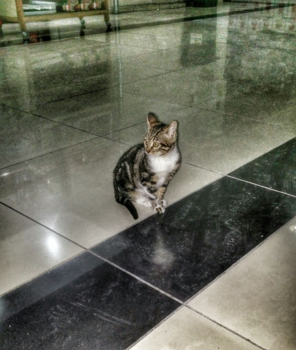 Kedi