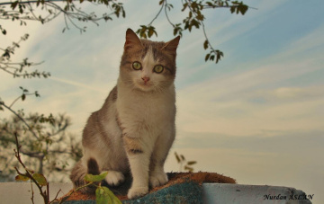 Gökyüzü