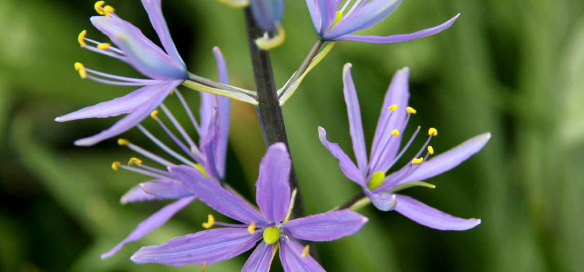  A Flower On The Way...