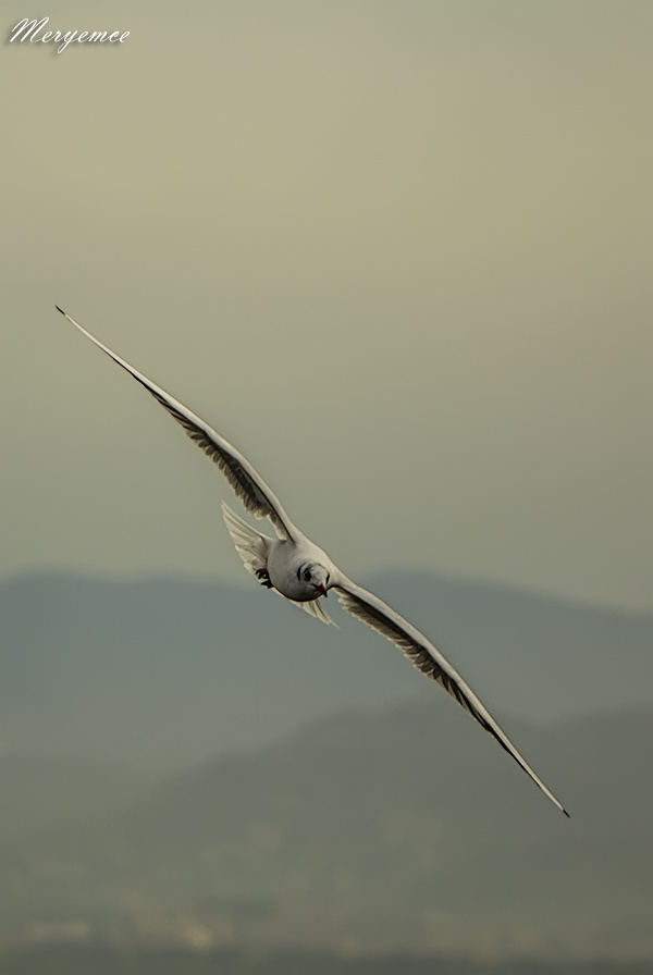 Martı / Seagulls