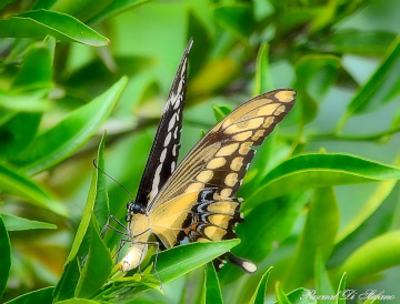 Mariposa del limonero