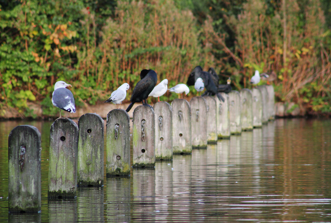 Seagull relaxing