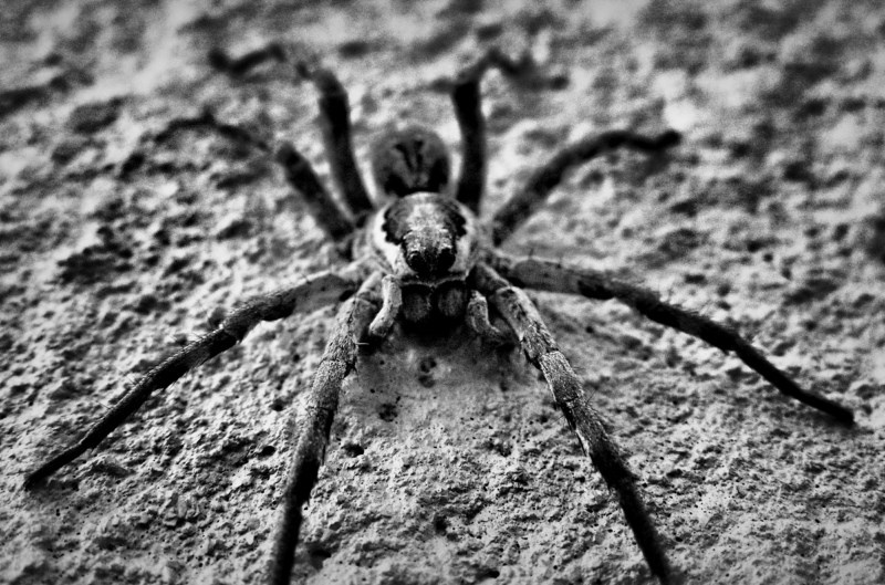 spider