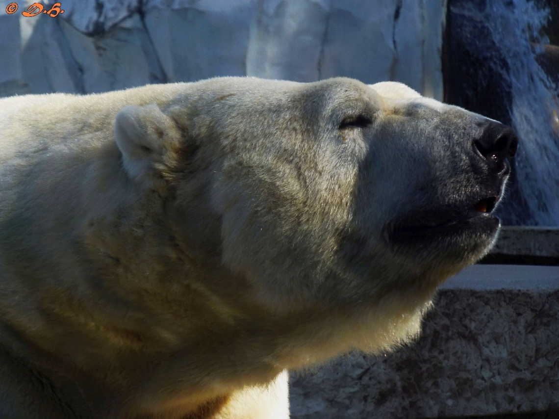 Eisbär
