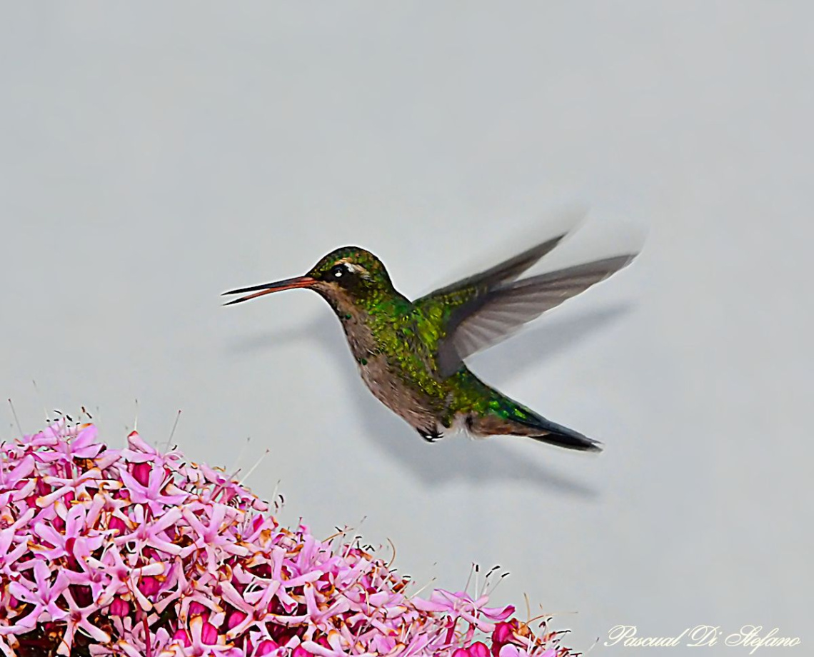 Colibri III