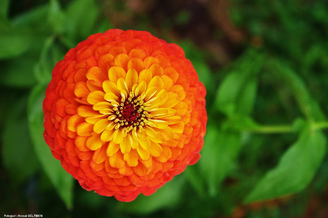 sun flower