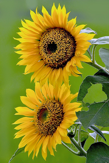 twin sun flower