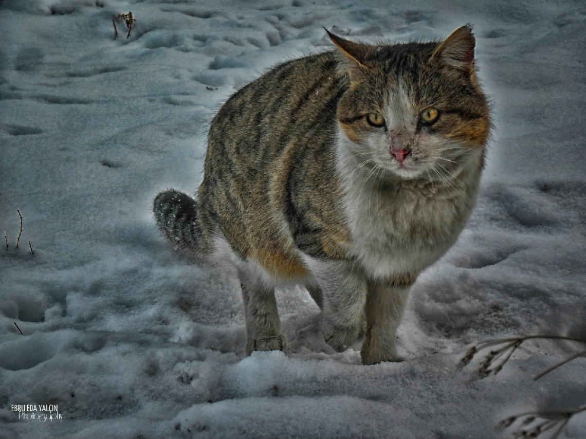 Kış