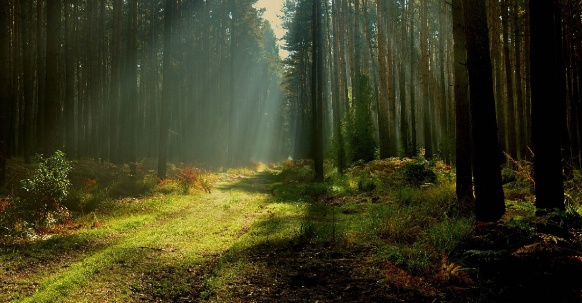 ...so I like to photograph the forest