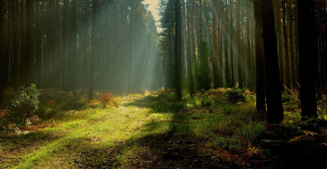 ...so I like to photograph the forest